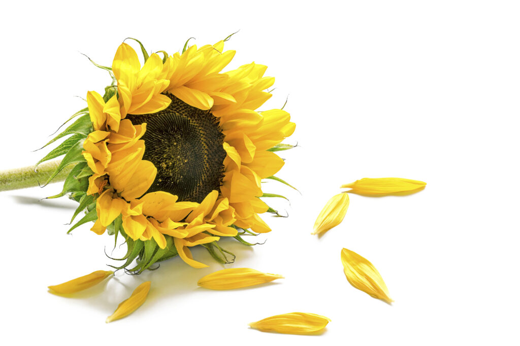 Sunflower and petals from mobile aesthetic solutions from FACE Secrets of Florida Dr. Daudrie Anne Powell, DDS